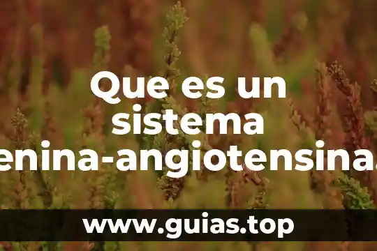 Que es un sistema nervioso muscular 5 Que es un sistema renina-angiotensina endusterona