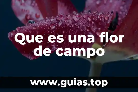 La que es de campo aunque le pongan jardin refran 6 Que es una flor de campo