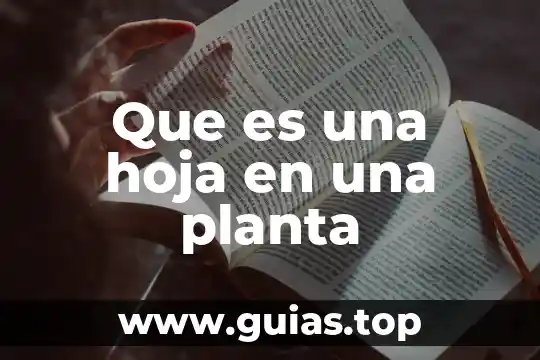 Que es el la hoja de la planta 7 Que es una hoja en una planta