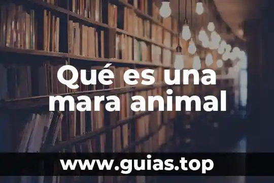 Que es el maltrato y abandono animal 8 Qu茅 es una mara animal