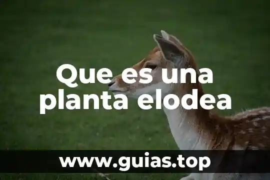 Que es la planta eupatorium 3 Que es una planta elodea
