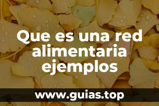 Que es una educación alimentaria 7 Que es una red alimentaria ejemplos