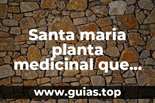 Que es el cilantro planta medicinal 8 Santa maria planta medicinal que es