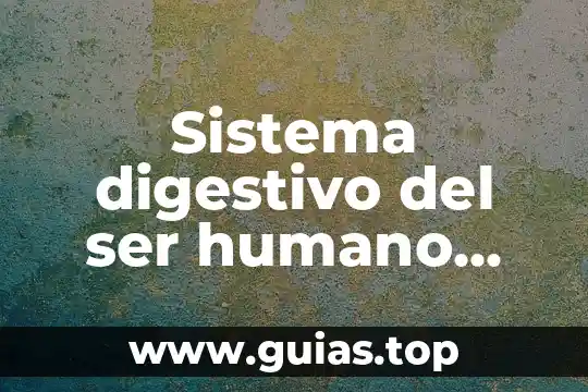 Que es ser atrasador 3 Sistema digestivo del ser humano que es