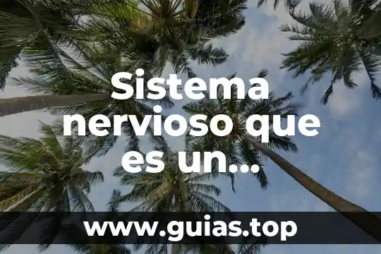 Que es el terminal nervioso 8 Sistema nervioso que es un bruchosque