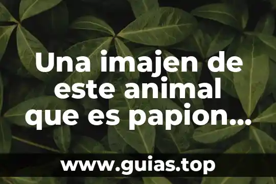 Que es una habitat animal 3 Una imajen de este animal que es papion de negro